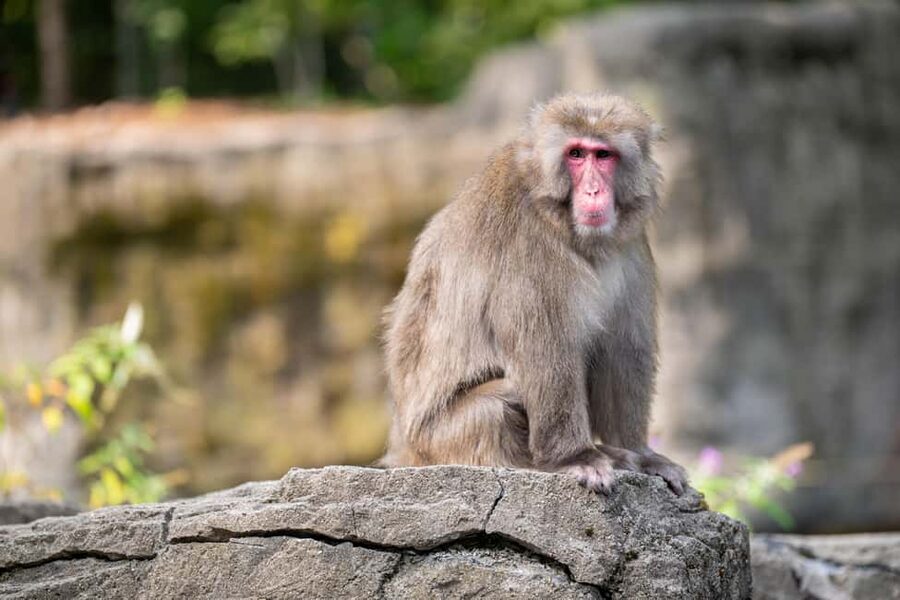 Central Park Zoo Entry Ticket - Key points at a glance