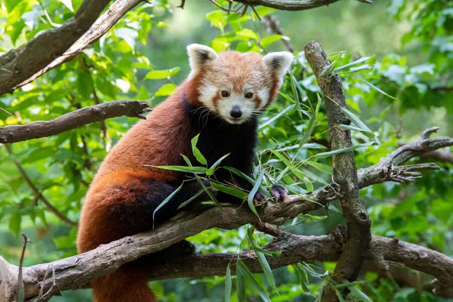 Central Park Zoo Entry Ticket - Temperate Territory has the zoo’s biggest crowd-pleasers