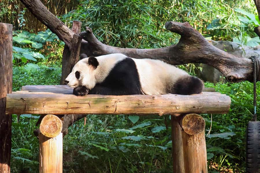 Chengdu Giant Panda Base Half Day Tour (English Tour Guide) - Why the timing matters at Chengdu’s panda base