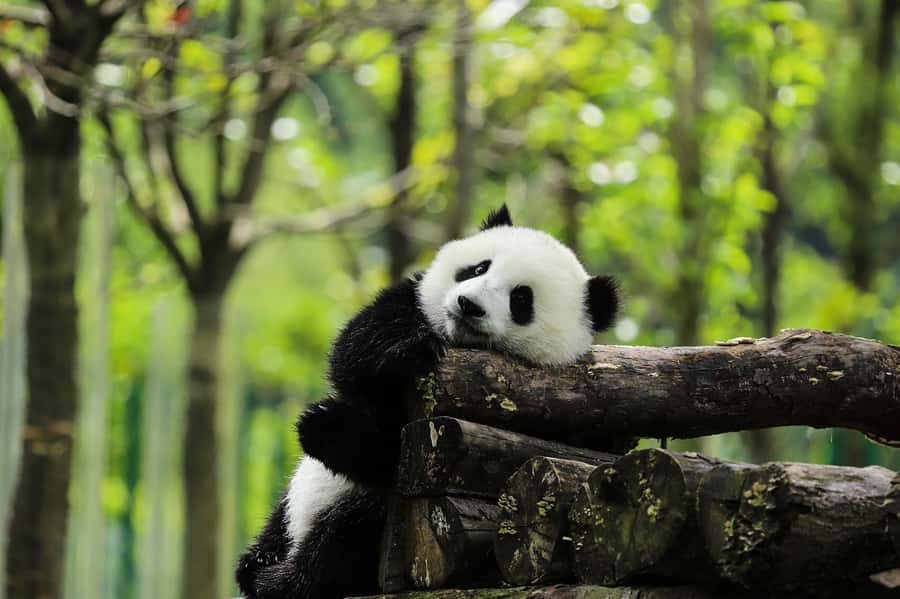 Chengdu Giant Panda Base Half Day Tour (English Tour Guide) - The 15-minute bus ride to the park