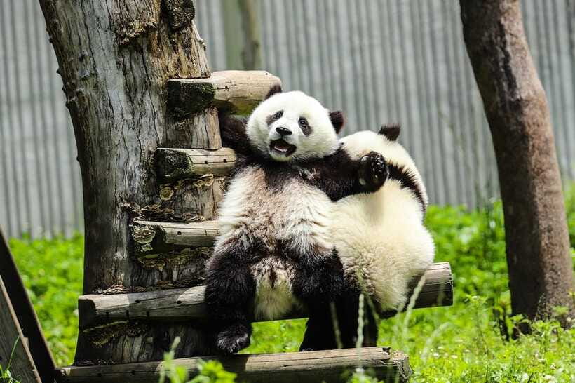 Chengdu Giant Panda Base Half Day Tour (English Tour Guide) - Following a focused route through the panda base