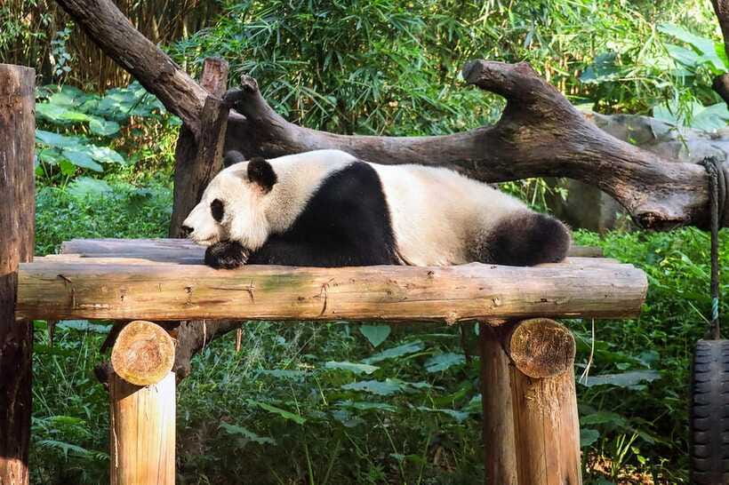 Chengdu Giant Panda Base Half Day Tour (English Tour Guide) - Is $87 a fair price?