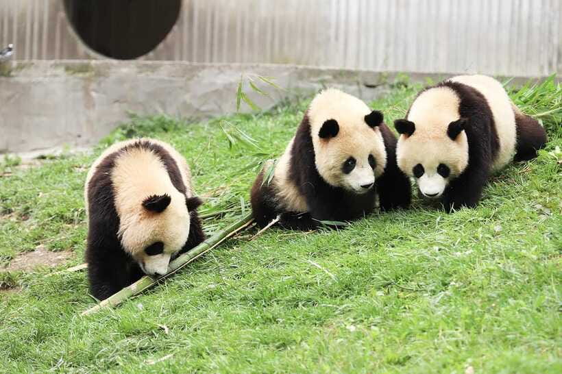 Chengdu Giant Panda Base Half Day Tour (English Tour Guide) - What to bring and what to expect on the way back