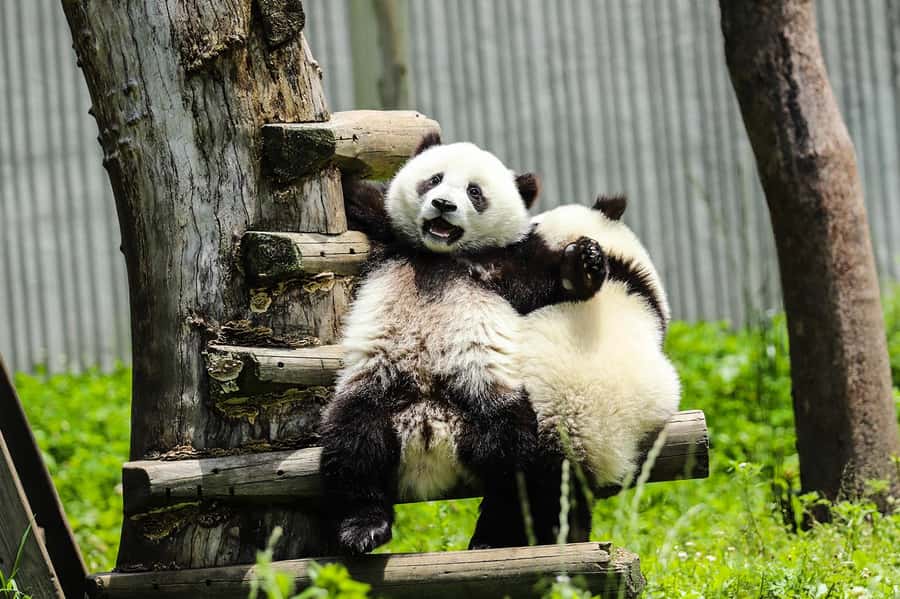Chengdu Giant Panda Base Half Day Tour (English Tour Guide) - Meeting at Panda Avenue Station