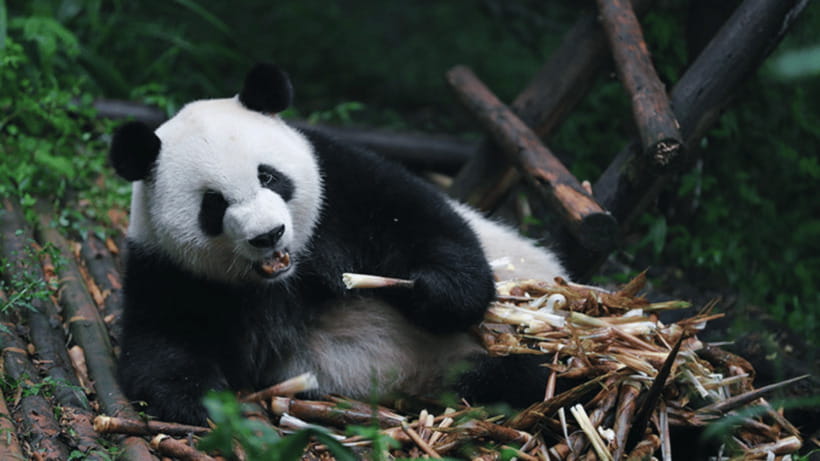 Chengdu: Giant Panda Base Reservation and Entry - Key points to know before you go