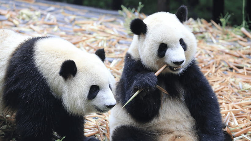 Chengdu: Giant Panda Base Reservation and Entry - Why Chengdu’s panda base is worth your time