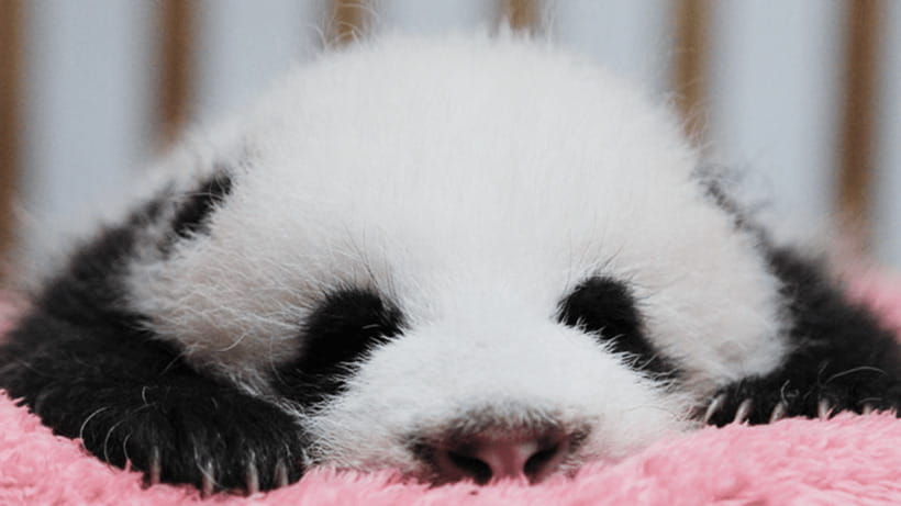 Chengdu: Giant Panda Base Reservation and Entry - Bamboo, wetlands, and the conservation setting