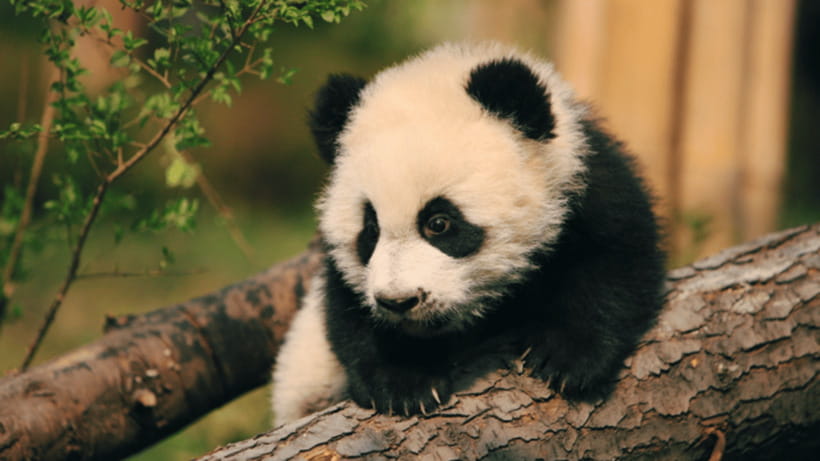 Chengdu: Giant Panda Base Reservation and Entry - What the $19 price really covers