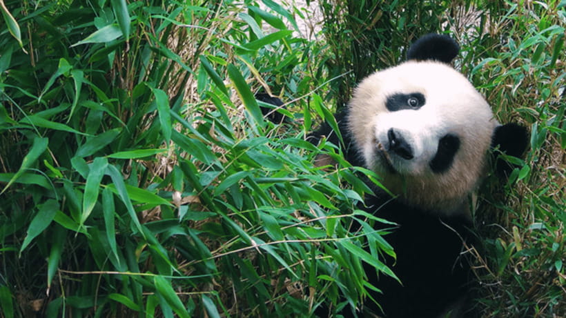 Chengdu: Giant Panda Base Reservation and Entry - Getting the most from panda photography
