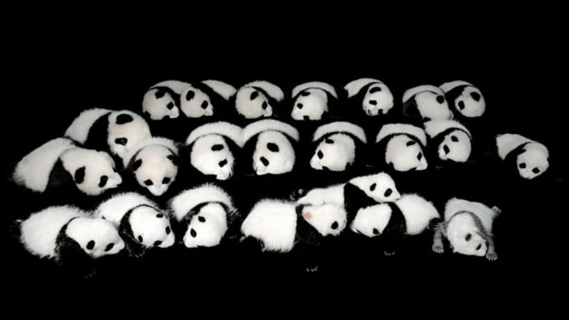 Chengdu: Giant Panda Base Reservation and Entry - Who should book this experience