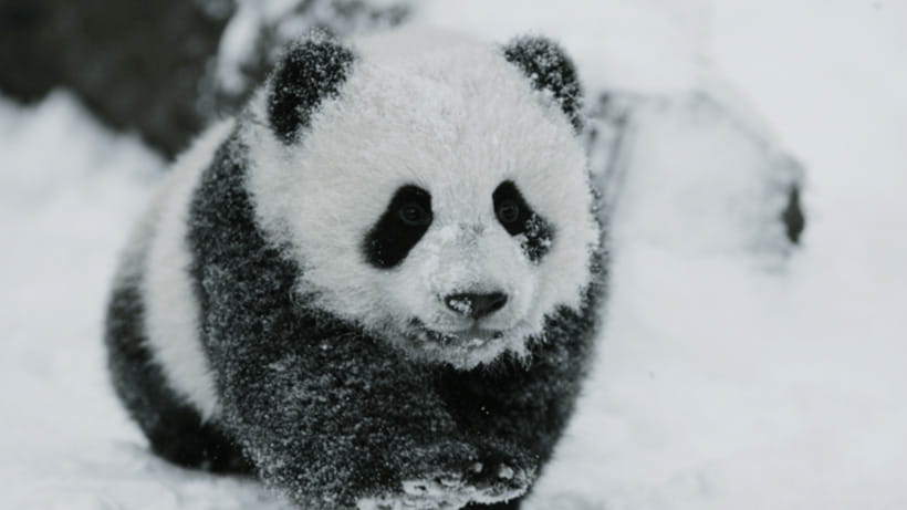 Chengdu: Giant Panda Base Reservation and Entry - What you can expect to see