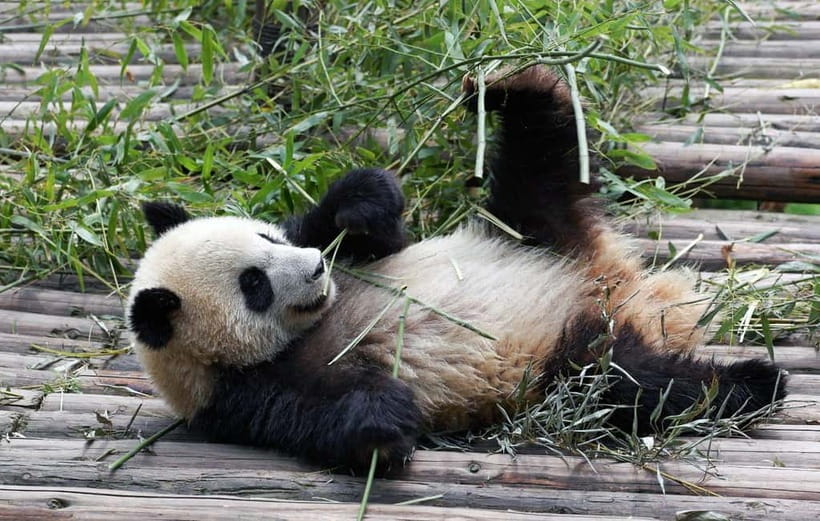 Chengdu Giant Panda: Panda Base or Shenshuping (optional) - Key Points At a Glance