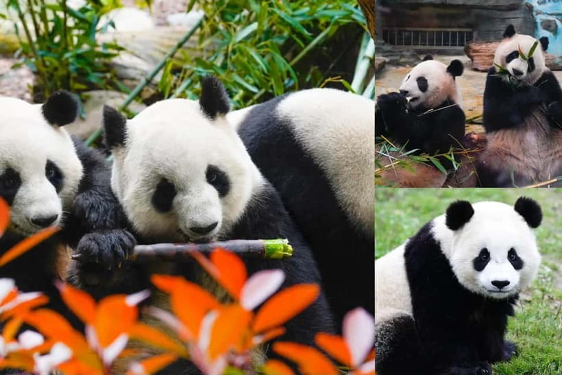 Chengdu Giant Panda: Panda Base or Shenshuping (optional) - Two Panda Bases, Two Different Days