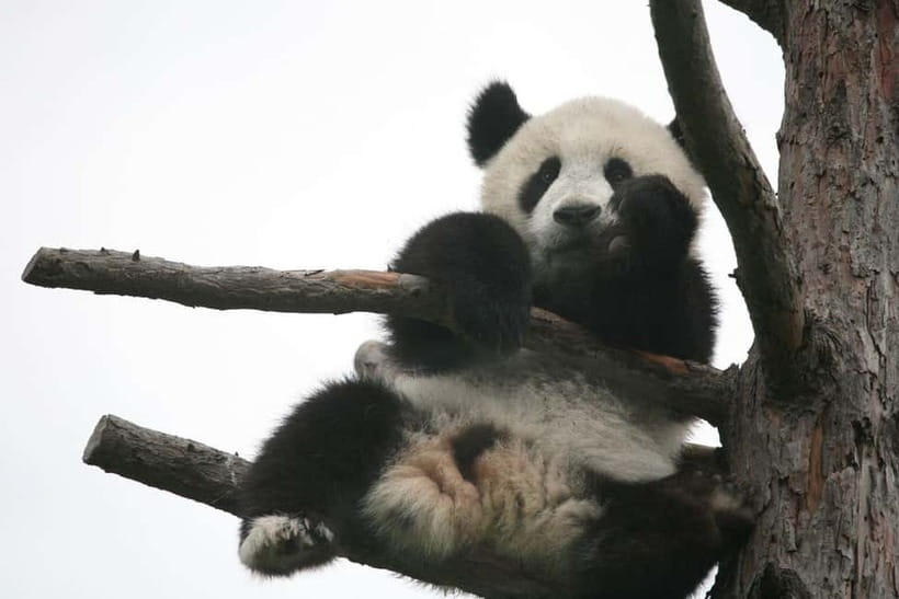 Chengdu Giant Panda: Panda Base or Shenshuping (optional) - What the $10 Price Really Means