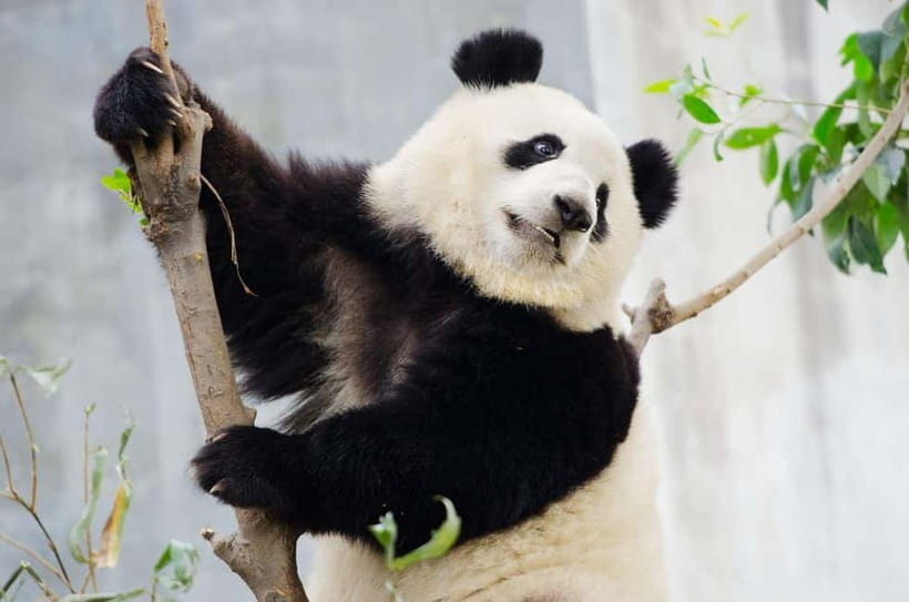 Chengdu Giant Panda: Panda Base or Shenshuping (optional) - Starting Early Makes the Difference