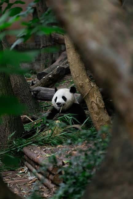 Chengdu: Half-Day Panda Base Tour with Guide Option - Why the Chengdu Panda Base deserves half a day