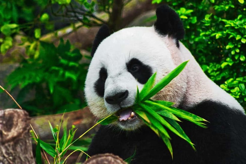 Chengdu: Half-Day Panda Base Tour with Guide Option - Choosing between a ticket and a guided visit