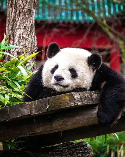 Chengdu: Half-Day Panda Base Tour with Guide Option - Seeing pandas of different ages