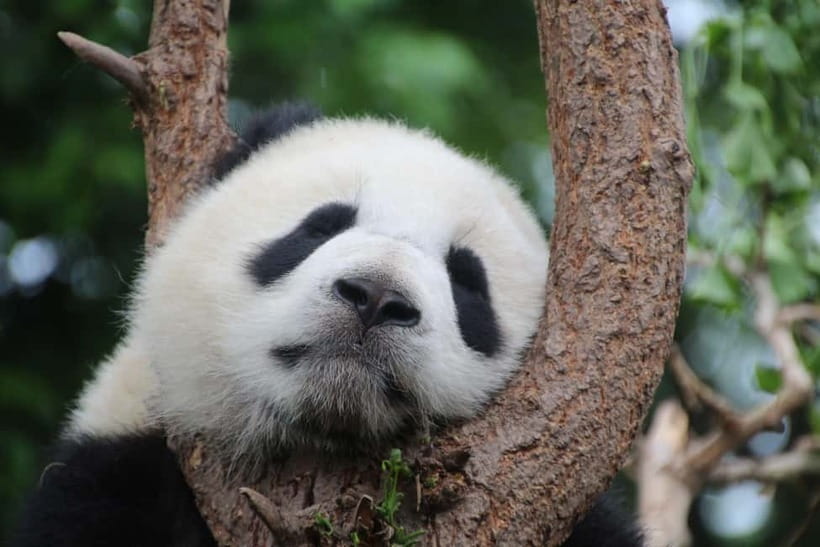 Chengdu: Half-Day Panda Base Tour with Guide Option - The baby panda nursery