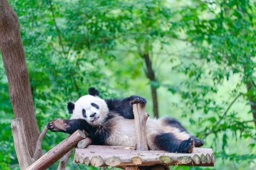 Chengdu: Half-Day Panda Base Tour with Guide Option - Is $16 good value?