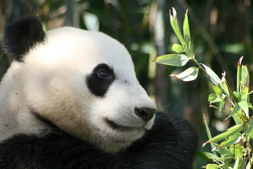 Chengdu: Half-Day Panda Base Tour with Guide Option - Getting to the base and starting the visit