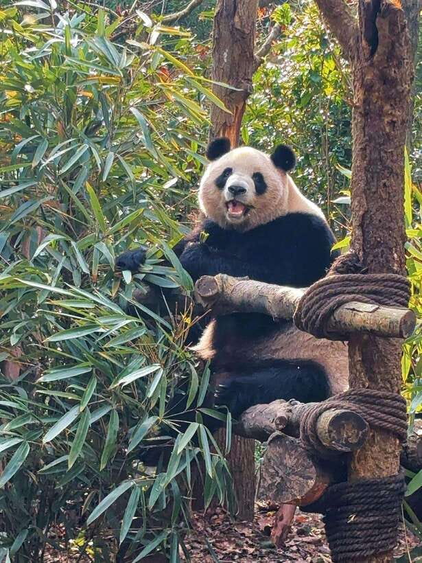 Chengdu: Hidden Wonders Day Tour with Wolong Panda Base - Wolong Panda Base and the value of the morning visit