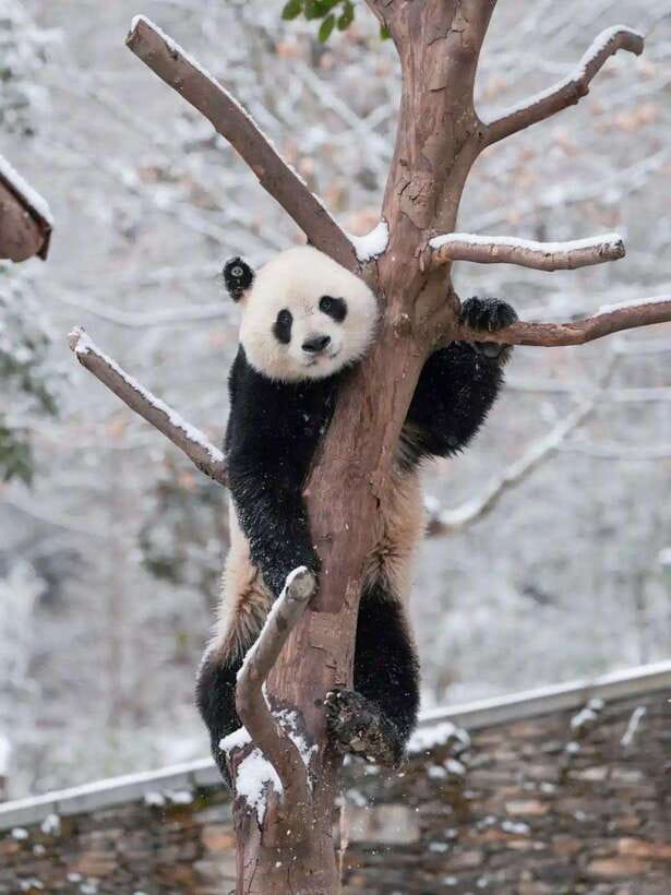Chengdu: Hidden Wonders Day Tour with Wolong Panda Base - Zhongshu Bookstore and Chengdu’s modern side