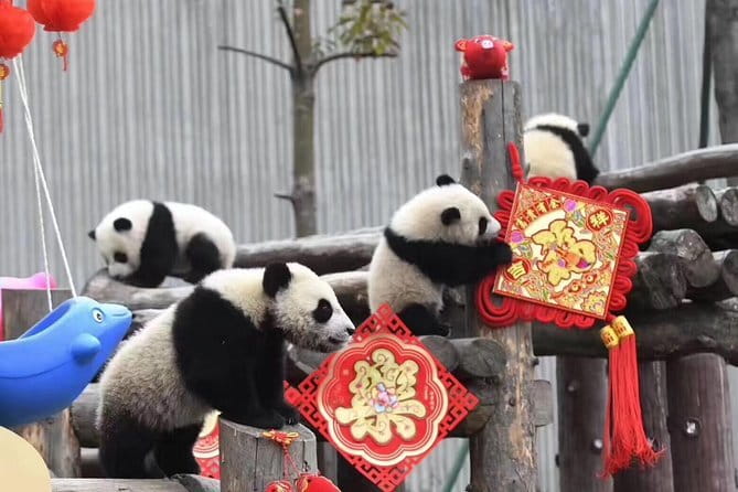 Chengdu Kung Fu Panda Tour Tai Chi, Martial Arts and Panda Base - What the private format adds