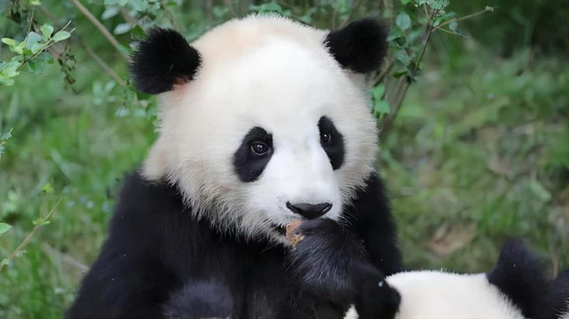 Chengdu Panda Base and Dujiangyan One-Day Private Tour - The guide can shape the whole day
