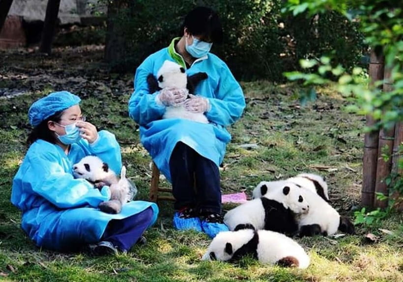 Chengdu Panda Base and Dujiangyan One-Day Private Tour - Why this Chengdu day works so well