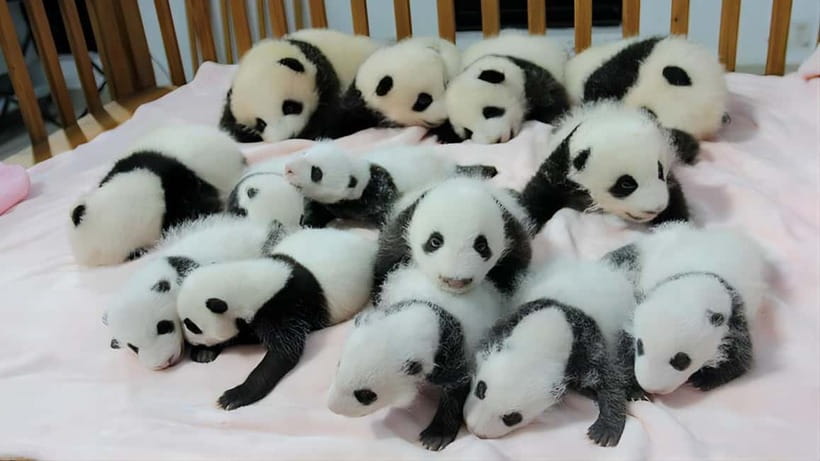 Chengdu Panda Base and Dujiangyan One-Day Private Tour - Lunch at your own expense around midday