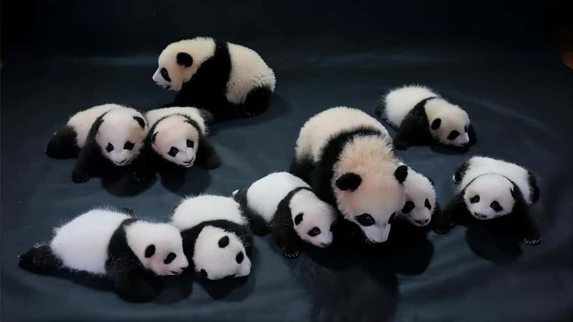 Chengdu Panda Base and Dujiangyan One-Day Private Tour - Dujiangyan and the Min River’s ancient solution