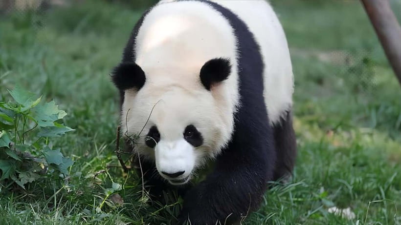 Chengdu Panda Base and Dujiangyan One-Day Private Tour - Guanxian Ancient City and local snacks