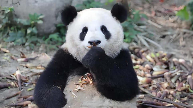 Chengdu Panda Base and Dujiangyan One-Day Private Tour - What the $17 price really means