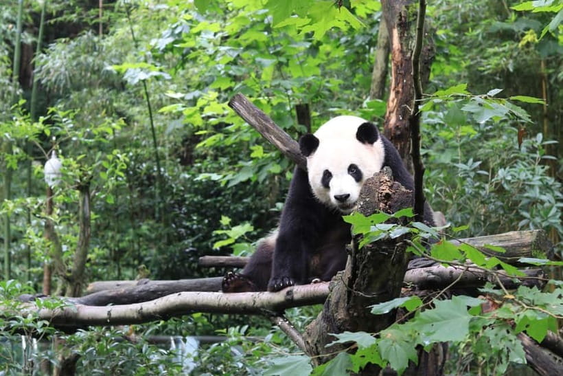Chengdu Panda Base and Dujiangyan One-Day Private Tour - Starting at 7:30 AM for the pandas