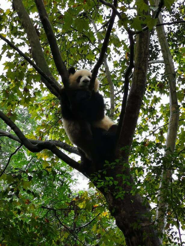 Chengdu: Panda Base Half Day Group Tour - Timing, crowds, and the best day to go