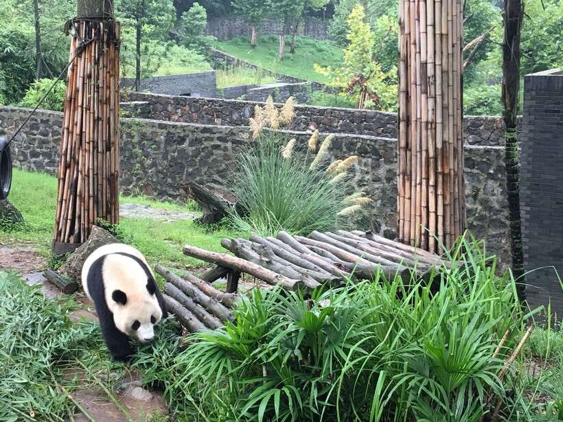 Chengdu: Panda Base Half Day Group Tour - The Panda Nursery and the youngest animals