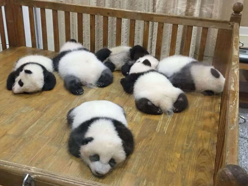 Chengdu: Panda Base Half Day Group Tour - Red pandas add a second kind of charm