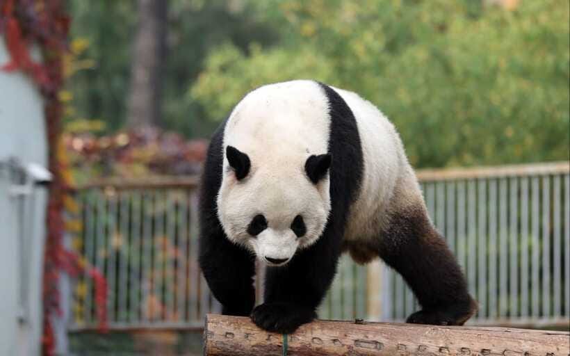 Chengdu: Panda Base Half Day Group Tour - Returning to Chengdu at Tianfu Square