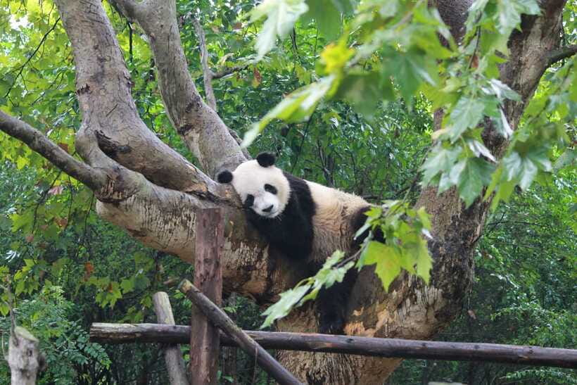 Chengdu: Panda Base Half Day Group Tour - The full-day choice with Leshan Buddha