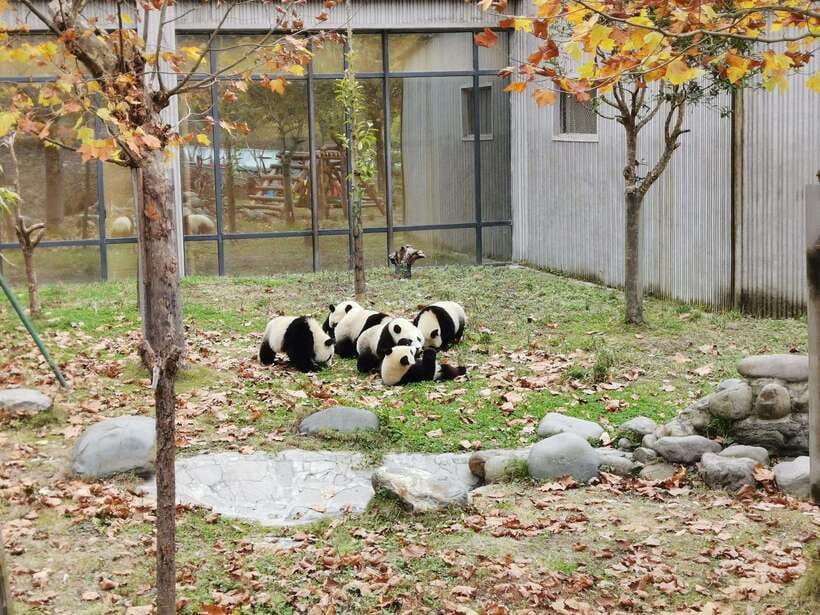 Chengdu: Panda Base Half Day Group Tour - What the price really covers