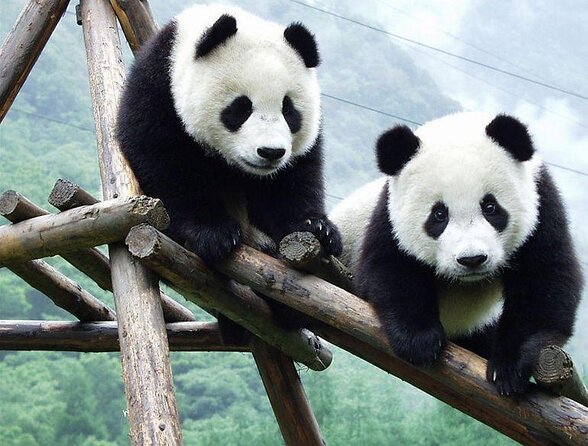 Chengdu Panda Base Half Day Tour - What to expect from the guide