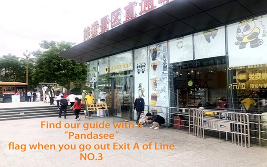 Chengdu panda base half day tour - Three and a half hours among giant and red pandas