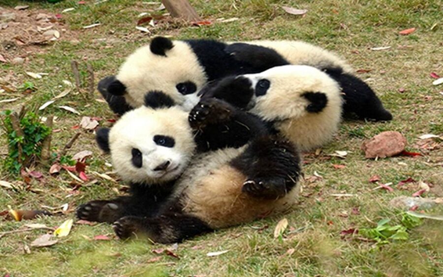 Chengdu panda base half day tour - What the guides add beyond navigation