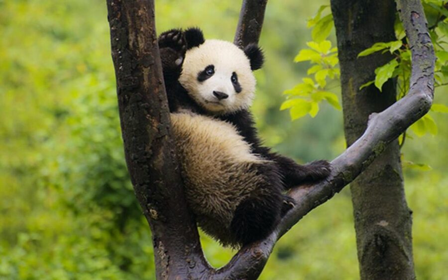 Chengdu panda base half day tour - What the $99 price includes
