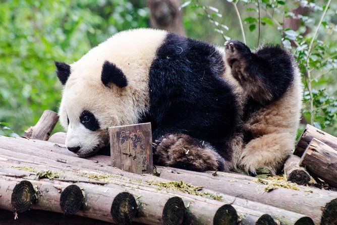 Chengdu: Panda Base Leshan Buddha Tour(or Half Day Panda Base ) - The real tradeoff: two Sichuan icons, one long day