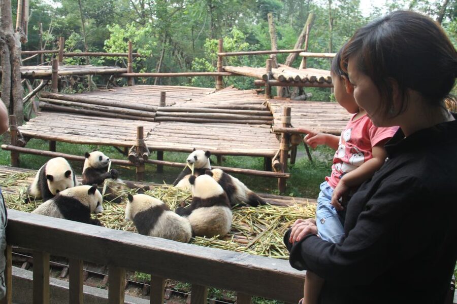 Chengdu: Private Panda Base Tour with 80 Pandas - Seeing Chengdu’s Pandas Before the Crowds