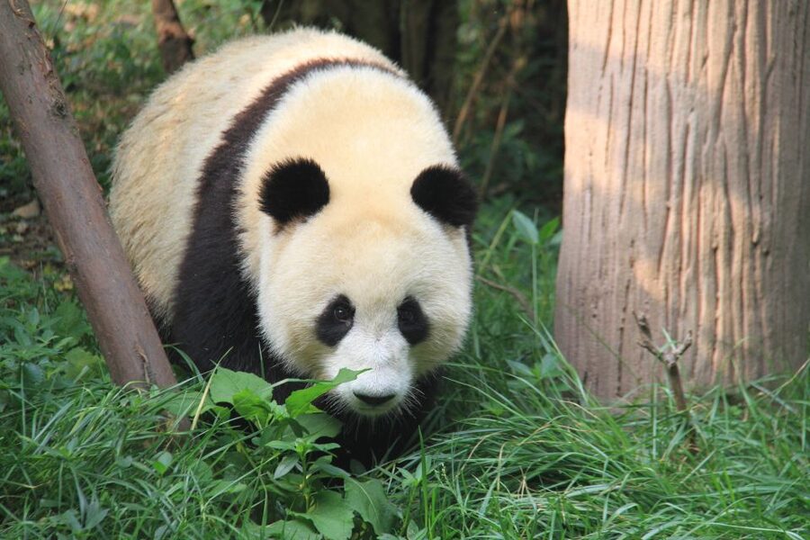 Chengdu: Private Panda Base Tour with 80 Pandas - FAQ