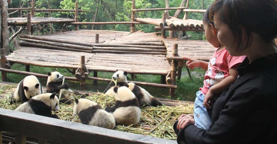 Chengdu: Private Panda Base Tour with 80 Pandas - Why the 7:30 am Start Is Worth It