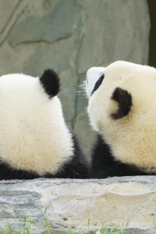 Chengdu: Private Panda Base Tour with 80 Pandas - What the Guide Adds to a Private Visit